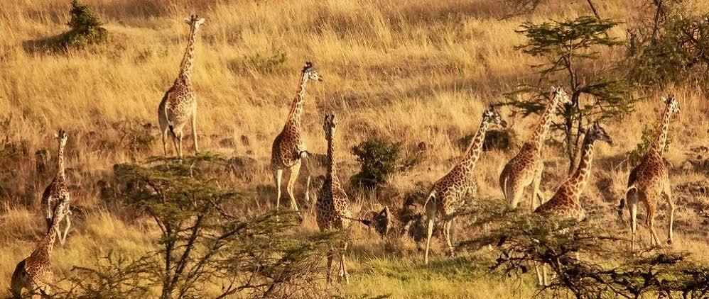 Mahali Mzuri Hotel Maasai Mara Exterior photo