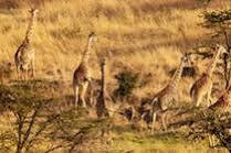 Mahali Mzuri Hotel Maasai Mara Exterior photo